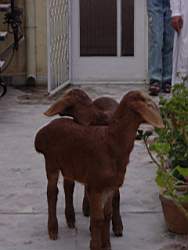moutons.JPG
