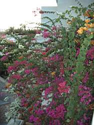 DSCF5319.JPG