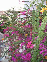 IMG_0229.jpg