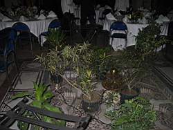IMG_2187.jpg