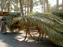 IMG_2277b.jpg