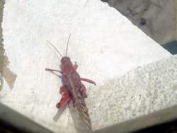 locusts.13.JPG