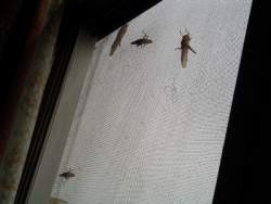 locusts.6.JPG