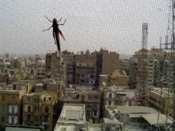 locusts.8.JPG