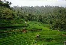 bali16.jpg