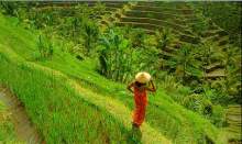 bali4.jpg
