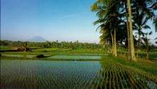 bali5.jpg