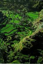 bali8.jpg