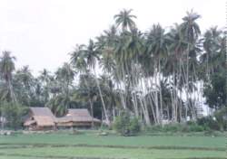 LANG8G.jpg