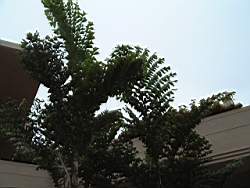 DSCF0380.JPG