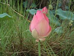 dscf0007.jpg
