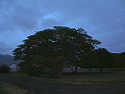 Lae4.jpg