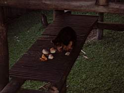 TreeKangourous1.jpg