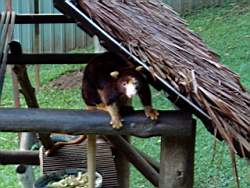 TreeKangourous2.jpg