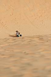 2011.03.06.040.jpg