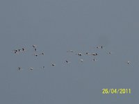 2011.04.11-30.291