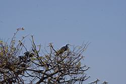 2013.03.08-10.76.JPG