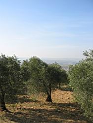 IMG_7263.jpg