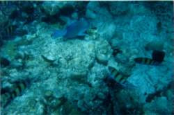 poisson1.jpg
