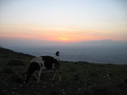 IMG_7325.jpg