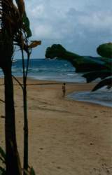 Tioman1.jpg