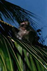 Tioman6.jpg