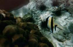 poisson1.jpg