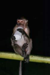 singe1.jpg