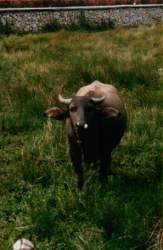 vache.jpg